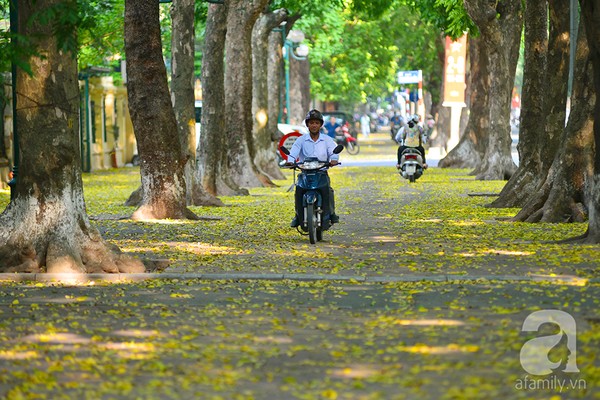 Nhung-tham-la-vang-mua-thu-ha-noi