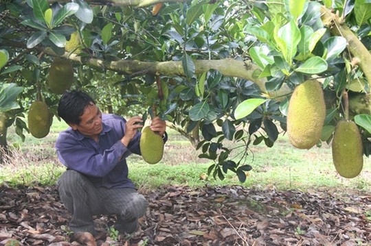 Cần sớm kiểm tra, công bố về tin đồn mít chích thuốc để bảo vệ nông dân... Đọc thêm tại: http://nongnghiep.vn/dan-trong-mit-khon-don-vi-tin-don-chich-thuoc-post146977.html | NongNghiep.vn