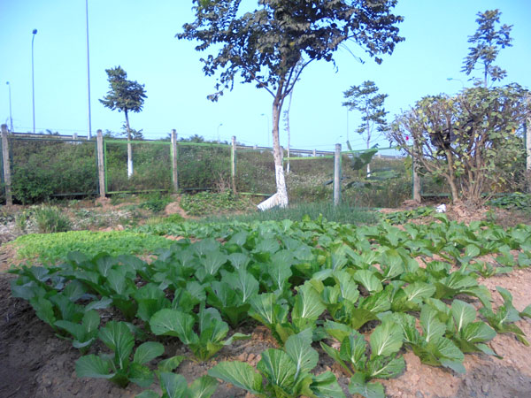 rau-sạch, Hà-Nội, đại-lộ-Thang-Long, dải-phân-cách, trồng-rau, nuôi-gà, nông-dân, thú-chơi,