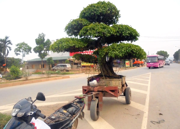 siêu cây cảnh, bán rong, Nam định, Sơn Tây, giá trị, cây cảnh, siêu-cây-cảnh, bán-rong