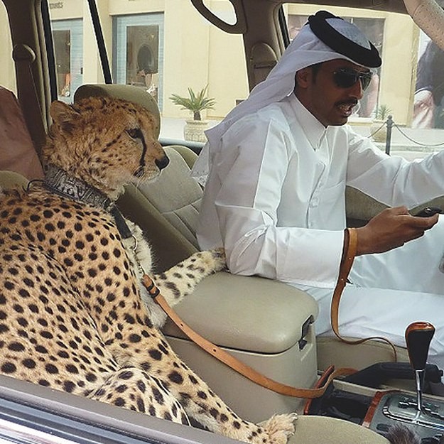 2. Thú dữ là vật nuôi thể hiện đẳng cấp: Đây là nơi duy nhất trên thế giới bạn có thể thấy cảnh những con sư tử, báo, hổ ngồi ngoan ngoãn trong những chiếc siêu xe sang trọng. Việc sở hữu một con thú cưng loại này thể hiện đẳng cấp ở Dubai.