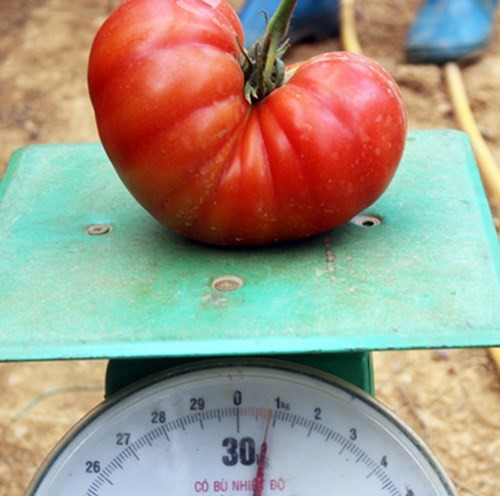 Quả c&agrave; chua nặng gần 1 kg của C&ocirc;ng ty Bạch C&uacute;c.