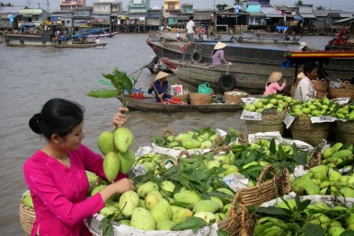Quả xo&agrave;i tươi c&oacute; m&ugrave;i thơm ngọt đậm, c&oacute; tinh dầu phần cuống l&agrave; lưu &yacute; khi chọn mua xo&agrave;i