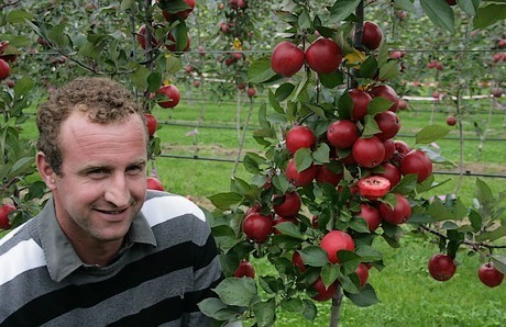 Điều đặc biệt là ruột táo Redlove vẫn giữ nguyên màu đỏ, ngay cả khi được nấu hoặc được ép.