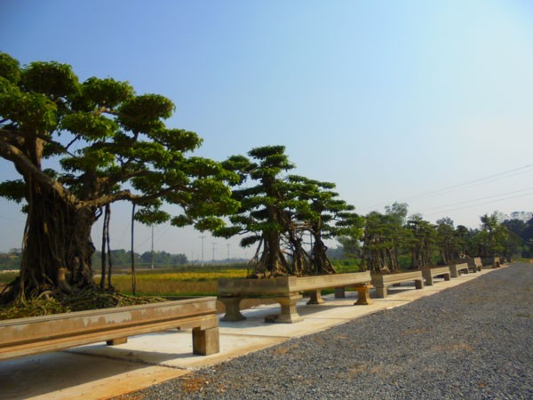 Khu vườn mới được mở rộng quy mô của một đại gia cây cảnh tại Thạch Thất - Hà Nội.
