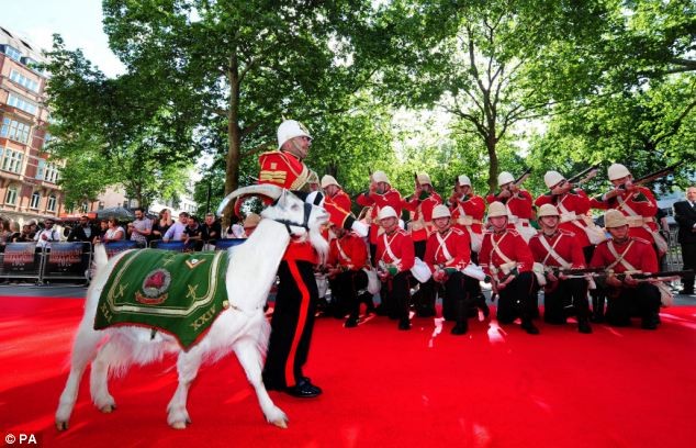 Chú dê Shenkin luôn dẫn đầu các đoàn diễu hành của quân đội xứ Wales trong các nghi thức. Ảnh: Daily Mail