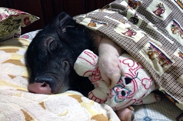 lợn ngủ với chủ