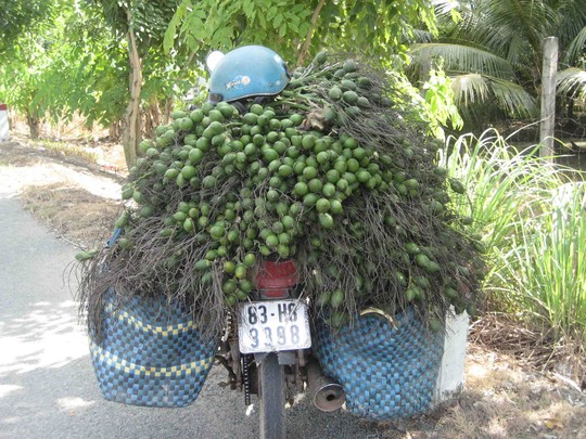 Thương l&aacute;i đang săn l&ugrave;ng thu mua cau tươi loại gi&agrave;