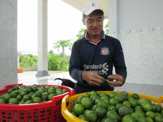 Ông Nguyễn Chánh Trung (xã An Hiệp, huyện Châu Thành, Đồng Tháp) đang phân loại chanh - Ảnh: Thành Nhơn