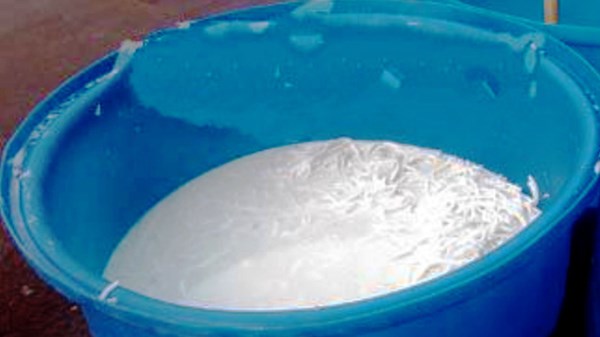 Cơm dừa được ngâm với vôi trong các thùng nhựa để làm mềm.