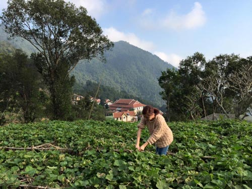 Thu Phương, Mỹ Linh thích thú trồng rau sạch tại nhà - 11