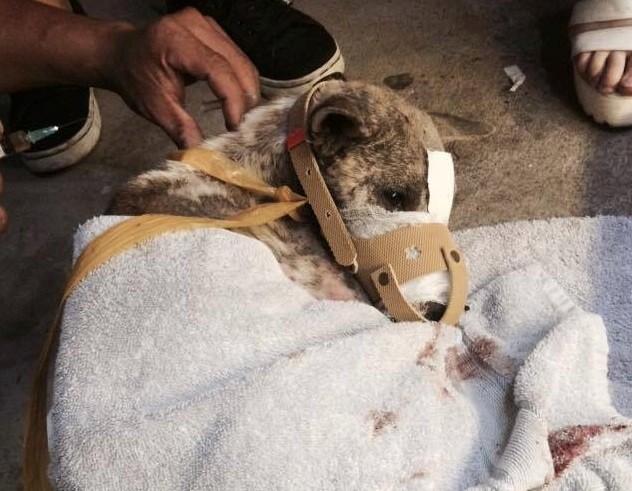 Dân mạng vui mừng khi chú chó bị buộc chặt mõm được giải cứu