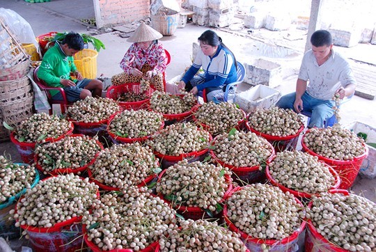 Ri&ecirc;ng d&acirc;u Hạ Ch&acirc;u l&agrave; đặc sản của Phong Điền, thường thu hoạch từ th&aacute;ng 6 đến th&aacute;ng 9 &acirc;m lịch.