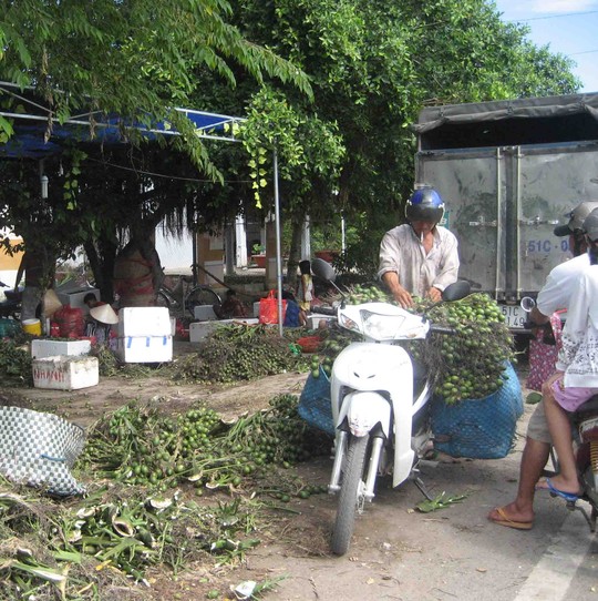 Cau tập kết về các vựa ở Kế Sách