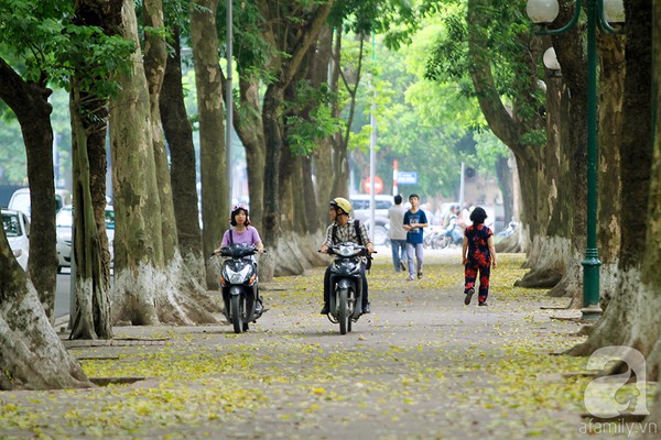 Nhung-tham-la-vang-mua-thu-ha-noi