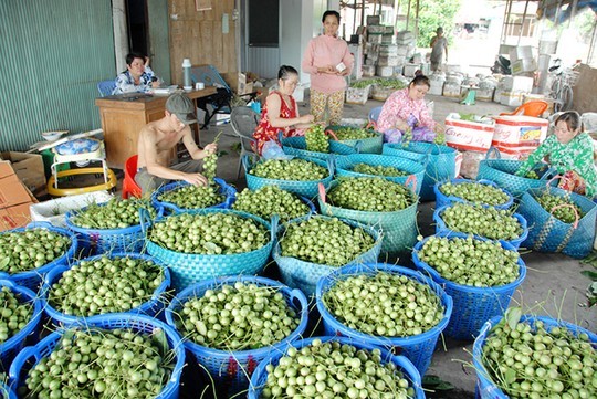 Thương l&aacute;i v&agrave;o tận nh&agrave; thu mua d&acirc;u tr&aacute;i xanh.