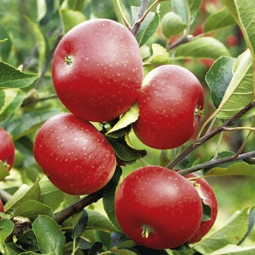 Đại diện của công ty giống cây Sutton giới thiệu, loại cây giống táo ruột đỏ mới mà họ đang phân phối có tên Redlove (Hồng tình yêu). Giống táo này không những có màu sắc vỏ đỏ tươi mà phần cùi bên trong cũng có màu sắc giống như những quả cà chua.