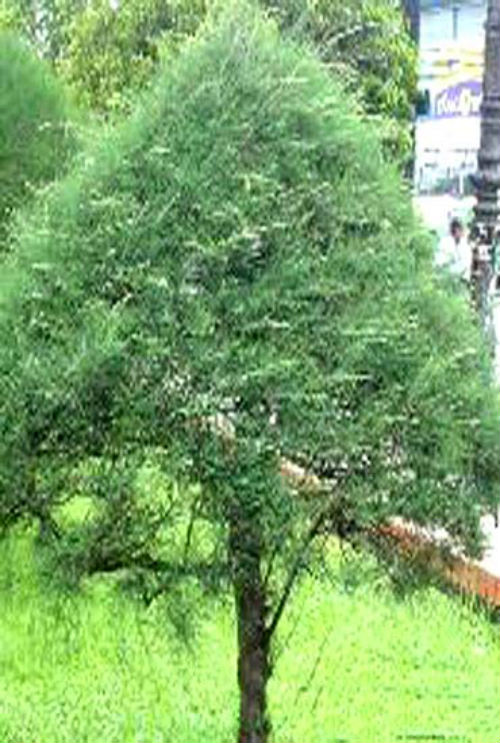 5 loại cây xui xẻo không trồng trong vườn nhà - 2