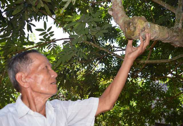 nhan phu tay trai to, com day, thom ngon khac la - 6