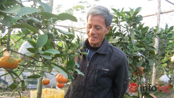 Theo Infonet, năm nay, một nhà vườn ở Cao Viên, Thanh Oai, Hà Nội còn cho ra cây 9 loại quả, bao gồm phật thủ, bưởi, quýt, cam, quất, chanh đào, bưởi đỏ, cam vinh, bưởi thơm. Hiện chậu cây này có giá trên 10 triệu đồng. Ảnh: Infonet.