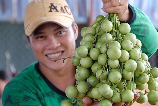 Dâu trái xanh có giá trung bình khoảng 15.000-20.000 đồng/kg.