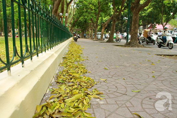 Nhung-tham-la-vang-mua-thu-ha-noi