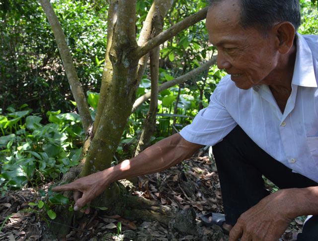 nhan phu tay trai to, com day, thom ngon khac la - 7