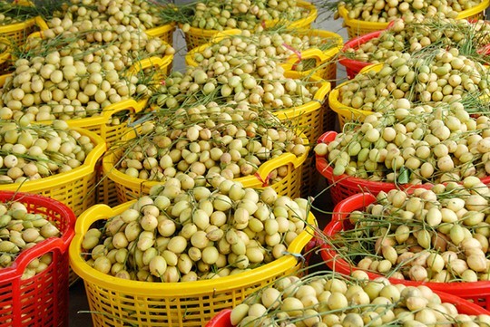 D&acirc;u được vận chuyển bằng c&aacute;c loại ghe xuồng ra chợ.