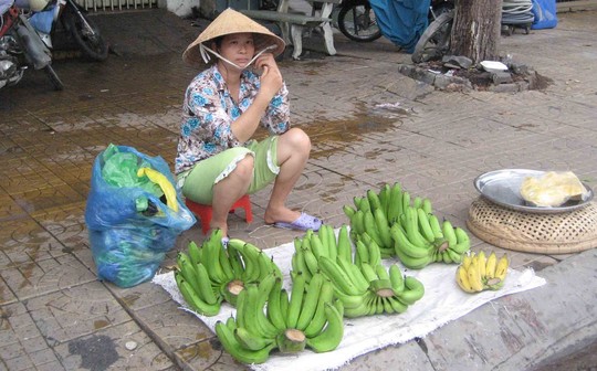 Những nải chuối khủng thế này ít được người tiêu dùng chọn mua vì e ngại có tác động của hóa chất