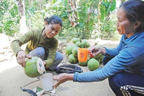 Người mẹ trèo dừa