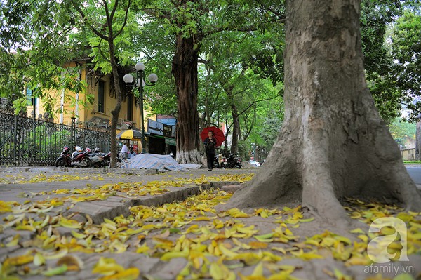 Nhung-tham-la-vang-mua-thu-ha-noi