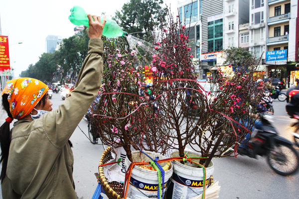 Chị Nguyễn Thị Nhài (Thường Tín) cho biết, mỗi ngày rong ruổi khắp các phố cũng bán được 5-6 cành.