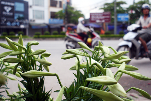 Nhiều người thích chơi loài hoa này vì nó có thể tươi đến nửa tháng.