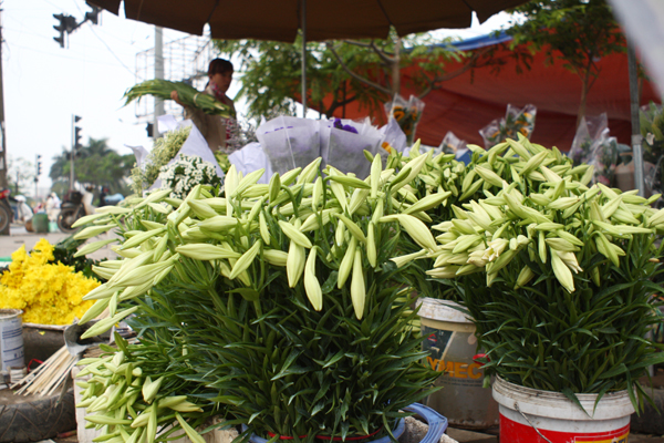 Hầu như cửa hàng hoa nào cũng đều có bán loài  hoa này.