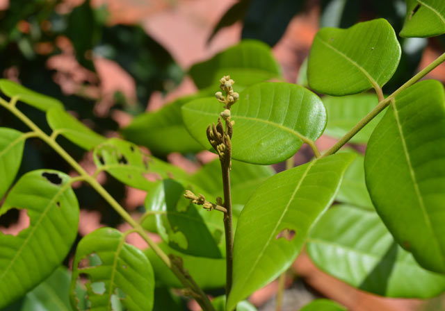 nhan phu tay trai to, com day, thom ngon khac la - 9