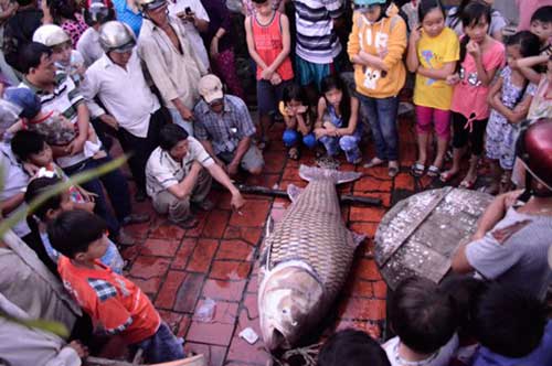 cá-khủng, cá-hô, cá-tra-dầu, cá-huyết-rồng, thủy-quái, Mê-kông, miền-Tây, nhà-hàng, Sài-Gòn,