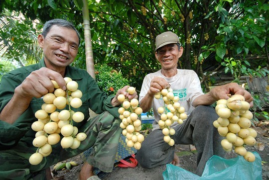 Dâu da còn được bày bán cùng với các loại trái cây khác cho khách đi đường và những điểm du lịch.