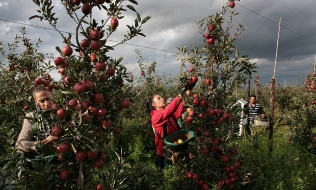 Những cây táo sai trĩu quả đang được thu hoạch.