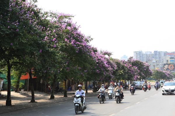 bằng lăng, Ấn Độ