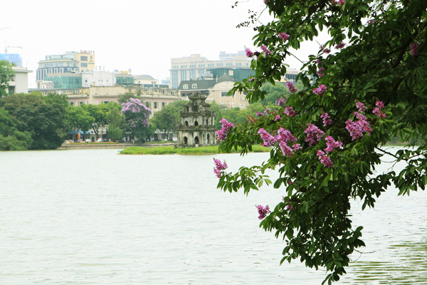 hoa bằng lăng, hồ gươm