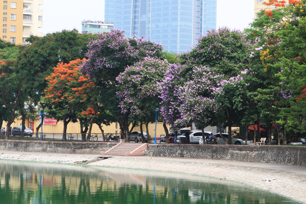 bằng lăng tím, hoa phượng đỏ