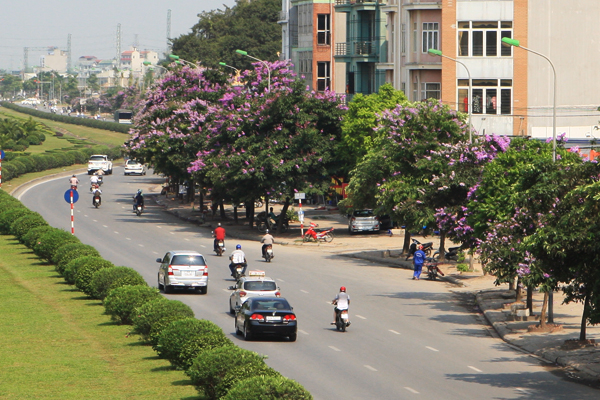 đường láng - hòa lạc, cây bằng lăng