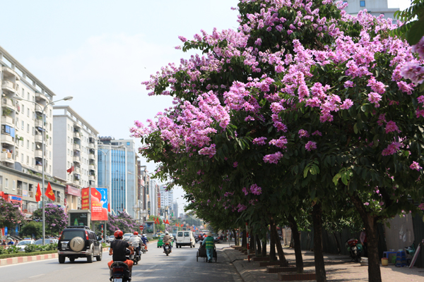 bằng lăng tím, trần thái tông