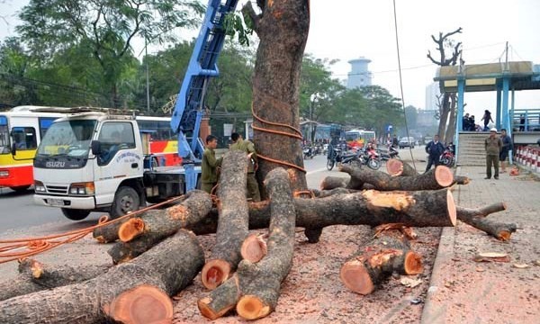 Cây bệnh thì phải cứu trước khi tính chuyện chặt hạ.