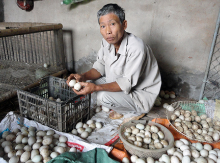 Trứng vịt của gia đình ông Vũ Văn Năm, ở thôn Lác, xã Giang Biên bị hỏng.