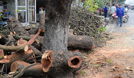 Cây sâu bệnh là do trồng sai kỹ thuật.