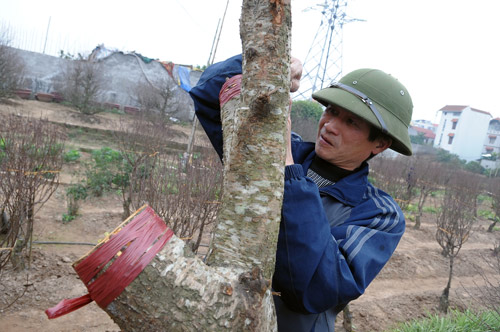 Các nghệ nhân, thợ trồng đào rất thạo cách hãm hoa chờ Tết