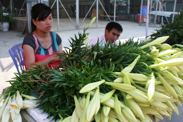 Chợ Quảng An thời điểm này ngập tràn hoa loa kèn.