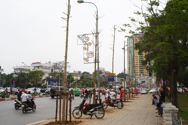 Cây trồng thay thế trên phố Nguyễn Chí Thanh hiện chưa rõ là mỡ hay vàng tâm. Ảnh: Chí Cường