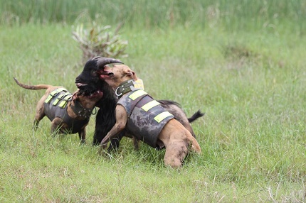 Pit Bull là loại chó dữ nhưng ít cắn nhất và thường hay được ông chủ mang theo mỗi khi đi săn